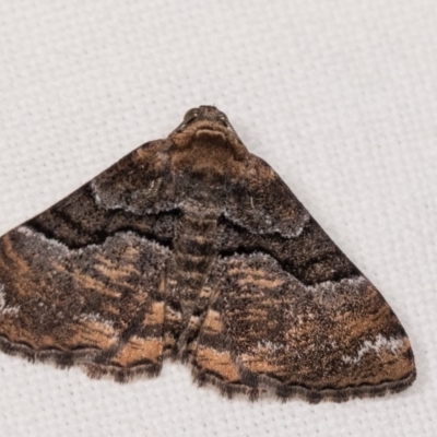 Aporoctena undescribed species (A Geometrid moth (Ennominae)) at Melba, ACT - 4 Nov 2018 by kasiaaus