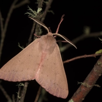 Arhodia lasiocamparia (Pink Arhodia (Oenochrominae)) at Cotter River, ACT - 7 Feb 2019 by kasiaaus