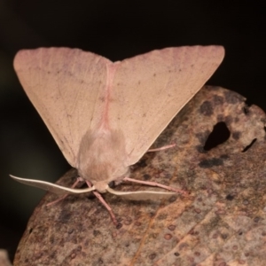 Arhodia lasiocamparia at Cotter River, ACT - 7 Feb 2019 10:38 PM