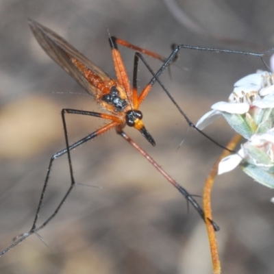 Harpobittacus australis (Hangingfly) at Black Mountain - 12 Oct 2020 by Harrisi