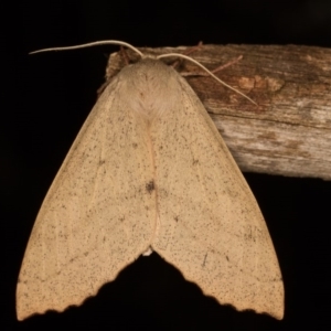 Arhodia lasiocamparia at Melba, ACT - 12 Oct 2014 03:01 PM