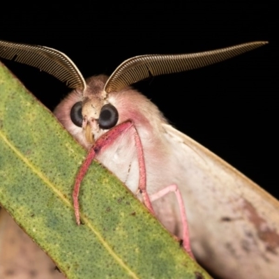Arhodia lasiocamparia (Pink Arhodia (Oenochrominae)) at Melba, ACT - 3 Nov 2018 by kasiaaus