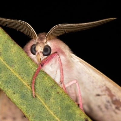 Arhodia lasiocamparia (Pink Arhodia) at Melba, ACT - 2 Nov 2018 by kasiaaus