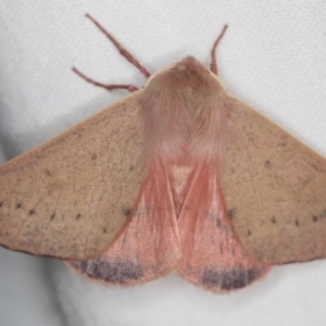 Arhodia lasiocamparia at Melba, ACT - 3 Nov 2018 01:02 AM