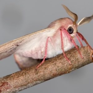 Arhodia lasiocamparia at Melba, ACT - 3 Nov 2018 01:02 AM