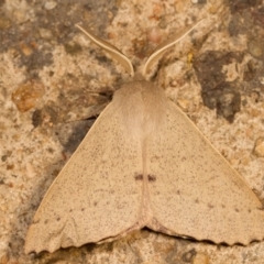 Arhodia lasiocamparia (Pink Arhodia (Oenochrominae)) at Melba, ACT - 1 Nov 2012 by kasiaaus