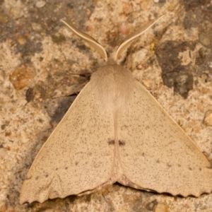 Arhodia lasiocamparia at Melba, ACT - 1 Nov 2012