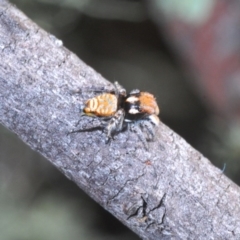 Maratus plumosus (Plumed Peacock Spider) at Cavan, NSW - 11 Oct 2020 by Harrisi