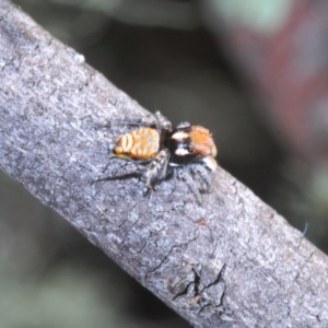 Maratus plumosus at Cavan, NSW - 11 Oct 2020