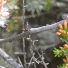 Maratus plumosus at Cavan, NSW - 11 Oct 2020