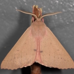 Arhodia lasiocamparia (Pink Arhodia (Oenochrominae)) at Melba, ACT - 7 Jan 2017 by kasiaaus