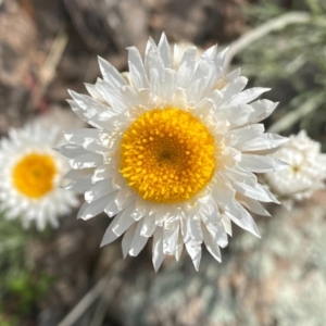 Leucochrysum albicans subsp. tricolor at Tuggeranong DC, ACT - 11 Oct 2020