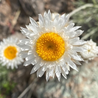 Leucochrysum albicans subsp. tricolor (Hoary Sunray) at Farrer Ridge - 11 Oct 2020 by Shazw