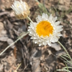 Leucochrysum albicans subsp. tricolor at Tuggeranong DC, ACT - 11 Oct 2020