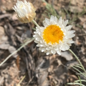 Leucochrysum albicans subsp. tricolor at Tuggeranong DC, ACT - 11 Oct 2020