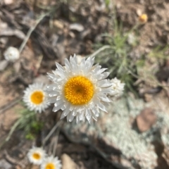 Leucochrysum albicans subsp. tricolor at Tuggeranong DC, ACT - 11 Oct 2020