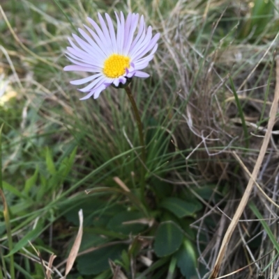 Brachyscome spathulata (Coarse Daisy, Spoon-leaved Daisy) at Mount Clear, ACT - 11 Oct 2020 by JaneR