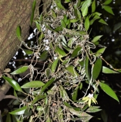 Dendrobium pugioniforme (Dagger Orchid) at Cambewarra Range Nature Reserve - 12 Oct 2020 by plants