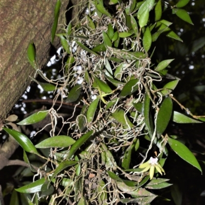 Dockrillia pugioniformis (Dagger Orchid) at Cambewarra Range Nature Reserve - 12 Oct 2020 by plants