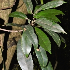 Elaeocarpus kirtonii (Silver Quandong) at Bellawongarah, NSW - 12 Oct 2020 by plants