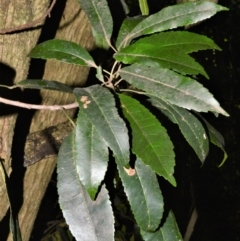 Elaeocarpus kirtonii (Silver Quandong) at Cambewarra Range Nature Reserve - 12 Oct 2020 by plants