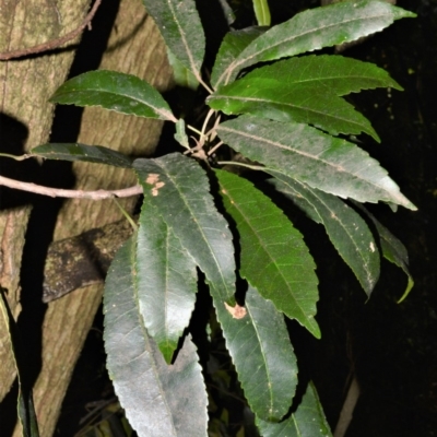 Elaeocarpus kirtonii (Silver Quandong) at Bellawongarah, NSW - 12 Oct 2020 by plants