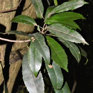 Elaeocarpus kirtonii at Bellawongarah, NSW - 12 Oct 2020