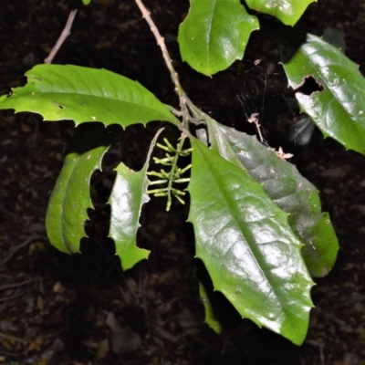 Polyosma cunninghamii (Featherwood) at Cambewarra Range Nature Reserve - 12 Oct 2020 by plants
