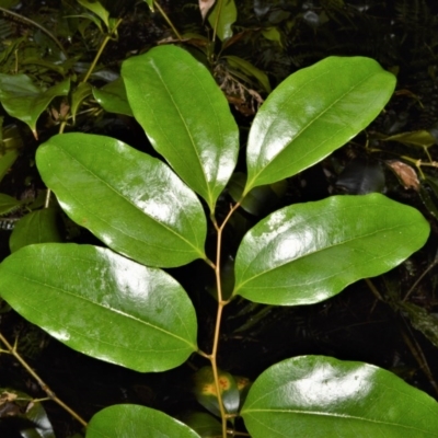 Ripogonum album (Supplejack) at Cambewarra Range Nature Reserve - 12 Oct 2020 by plants