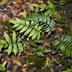 Blechnum wattsii (Hard Water Fern) at Cambewarra Range Nature Reserve - 12 Oct 2020 by plants