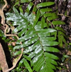 Blechnum camfieldii at Cambewarra Range Nature Reserve - 12 Oct 2020 by plants