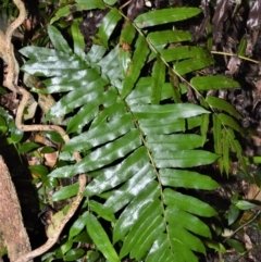 Blechnum camfieldii at Bellawongarah, NSW - 12 Oct 2020 by plants