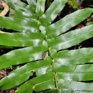 Blechnum camfieldii at Bellawongarah, NSW - 12 Oct 2020