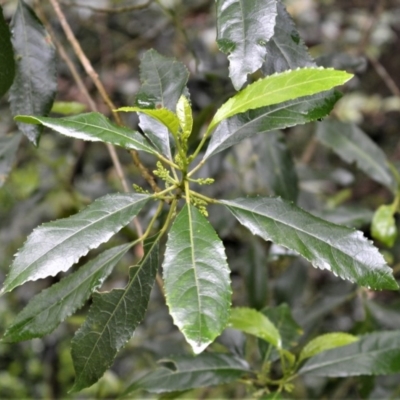 Hedycarya angustifolia (Austral Mulberry) at Bellawongarah, NSW - 12 Oct 2020 by plants