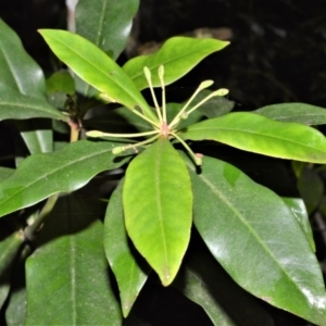 Tasmannia insipida at Bellawongarah, NSW - 12 Oct 2020