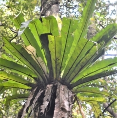 Asplenium australasicum (Bird's Nest Fern, Crow's Nest Fern) at Cambewarra Range Nature Reserve - 12 Oct 2020 by plants