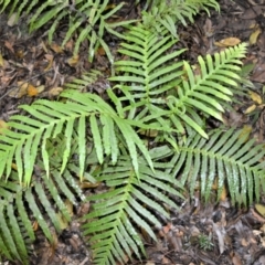 Blechnum cartilagineum (Gristle Fern) at Bellawongarah, NSW - 12 Oct 2020 by plants