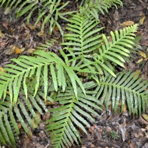 Blechnum cartilagineum at Bellawongarah, NSW - suppressed