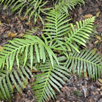 Blechnum cartilagineum (Gristle Fern) at Cambewarra Range Nature Reserve - 12 Oct 2020 by plants