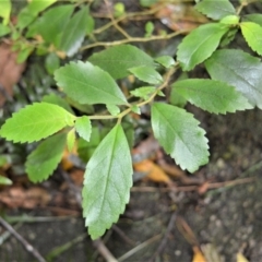 Fieldia australis at Cambewarra Range Nature Reserve - 12 Oct 2020 by plants