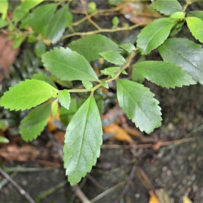 Fieldia australis at Cambewarra Range Nature Reserve - 12 Oct 2020 by plants