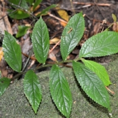Elatostema reticulatum (Rainforest Spinach) at Cambewarra Range Nature Reserve - 12 Oct 2020 by plants