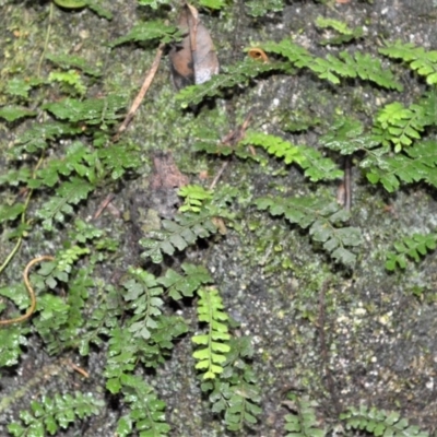 Arthropteris beckleri (Hairy Climbing Fishbone Fern) at Cambewarra Range Nature Reserve - 12 Oct 2020 by plants