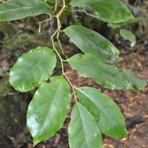 Pennantia cunninghamii at Bellawongarah, NSW - 12 Oct 2020