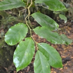 Pennantia cunninghamii (Brown Beech) at Cambewarra Range Nature Reserve - 12 Oct 2020 by plants