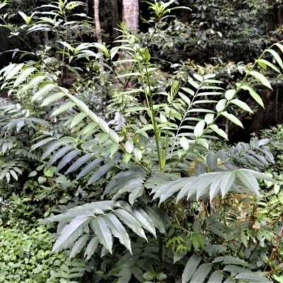 Polyscias murrayi (pencil cedar) at Bellawongarah, NSW - 12 Oct 2020 by plants