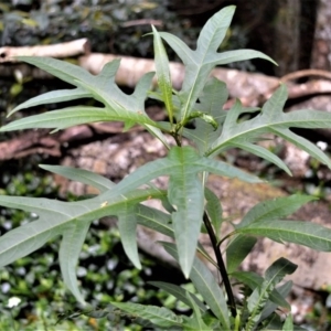 Solanum aviculare at Bellawongarah, NSW - 12 Oct 2020