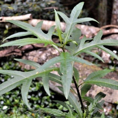 Solanum aviculare (Kangaroo Apple) at Cambewarra Range Nature Reserve - 12 Oct 2020 by plants