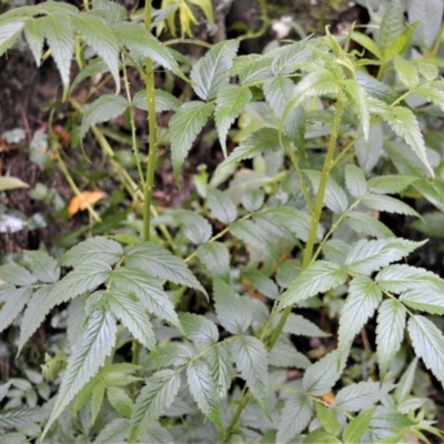 Rubus rosifolius (Rose-leaf Bramble) at Cambewarra Range Nature Reserve - 12 Oct 2020 by plants