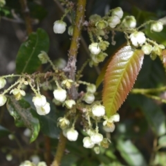 Rubus nebulosus (A Native Raspberry) at Cambewarra Range Nature Reserve - 12 Oct 2020 by plants